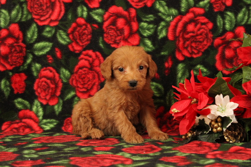 puppy, for, sale, Mini Goldendoodle F1, Matthew B. Stoltzfus, dog, breeder, Gap, PA, dog-breeder, puppy-for-sale, forsale, nearby, find, puppyfind, locator, puppylocator, aca